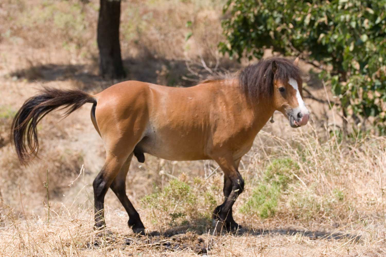 Il cavallino di Skyros